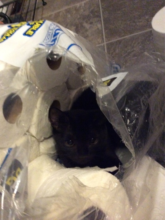 23 macska, aki nem engedi a gazdáját a mosdóba menni - vicces képek