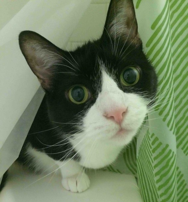 23 macska, aki nem engedi a gazdáját a mosdóba menni - vicces képek