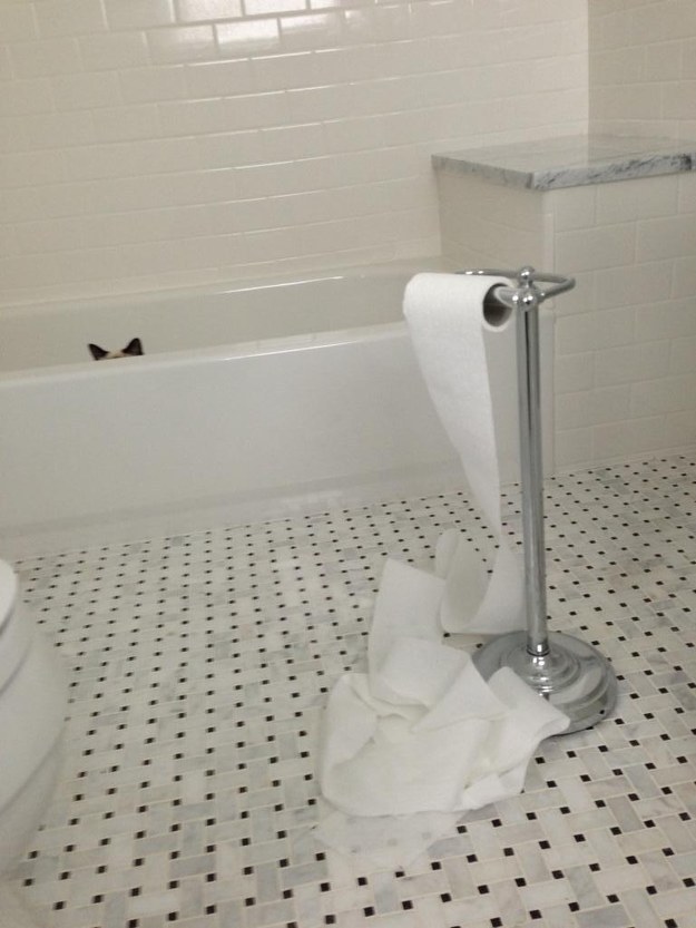 23 macska, aki nem engedi a gazdáját a mosdóba menni - vicces képek