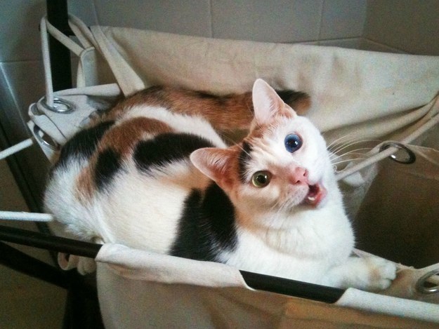 23 macska, aki nem engedi a gazdáját a mosdóba menni - vicces képek