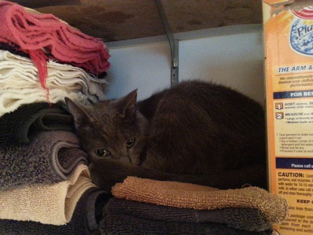 23 macska, aki nem engedi a gazdáját a mosdóba menni - vicces képek