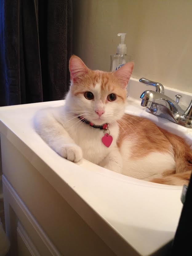 23 macska, aki nem engedi a gazdáját a mosdóba menni - vicces képek