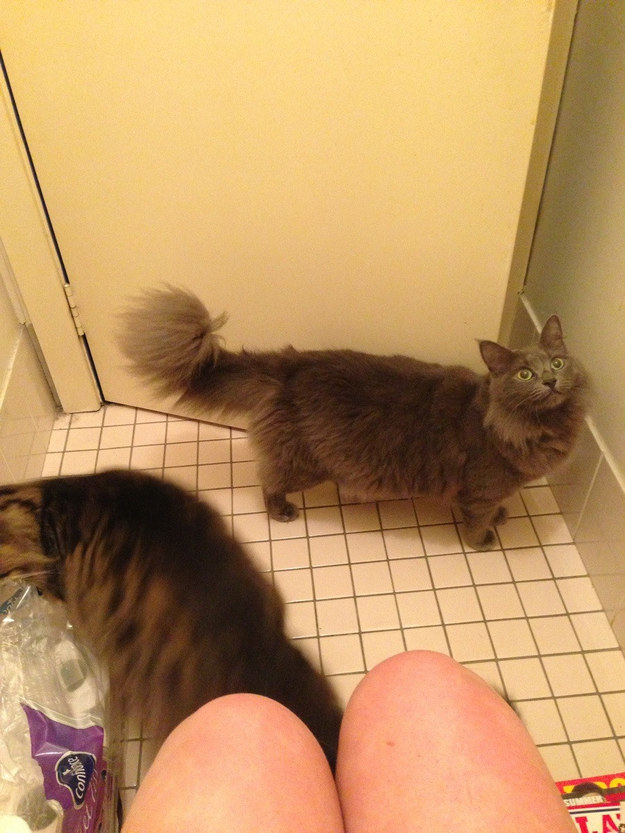 23 macska, aki nem engedi a gazdáját a mosdóba menni - vicces képek