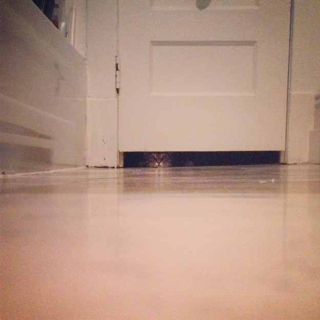 23 macska, aki nem engedi a gazdáját a mosdóba menni - vicces képek