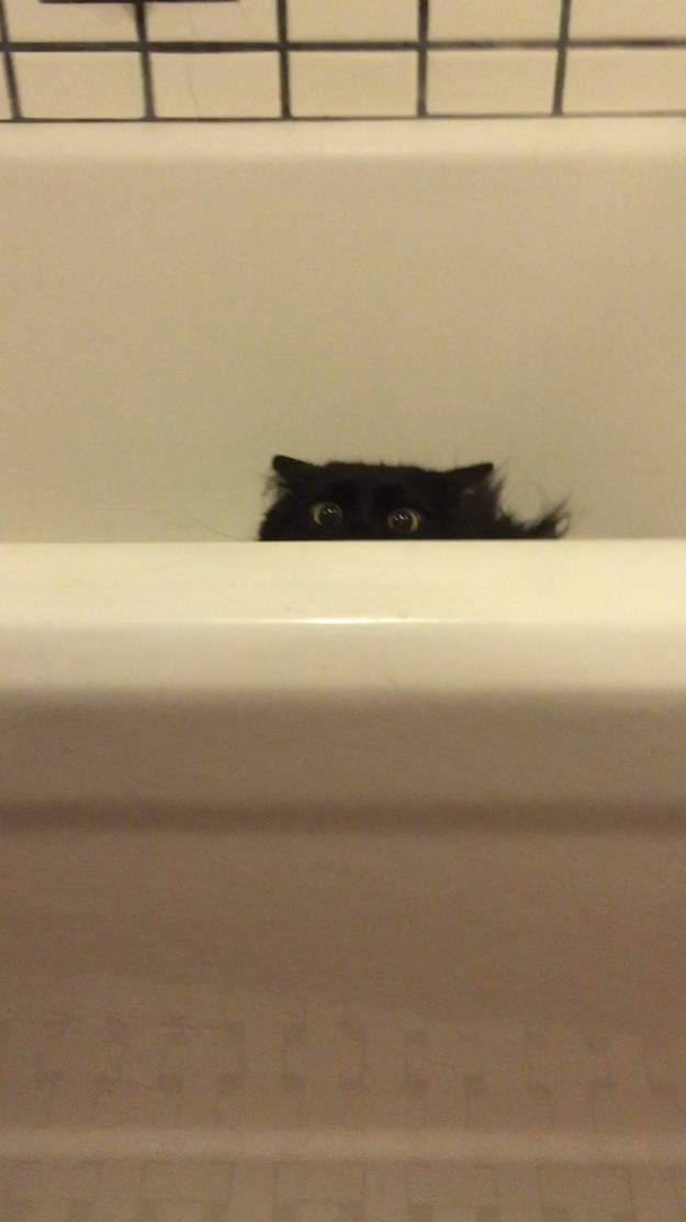 23 macska, aki nem engedi a gazdáját a mosdóba menni - vicces képek