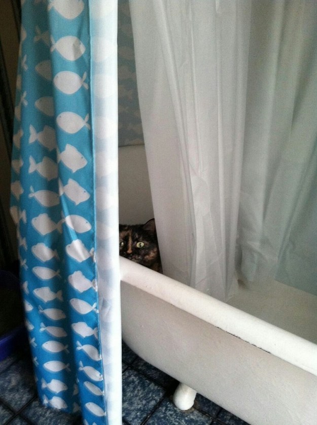 23 macska, aki nem engedi a gazdáját a mosdóba menni - vicces képek