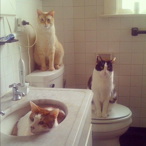 23 macska, aki nem engedi a gazdáját a mosdóba menni - vicces képek