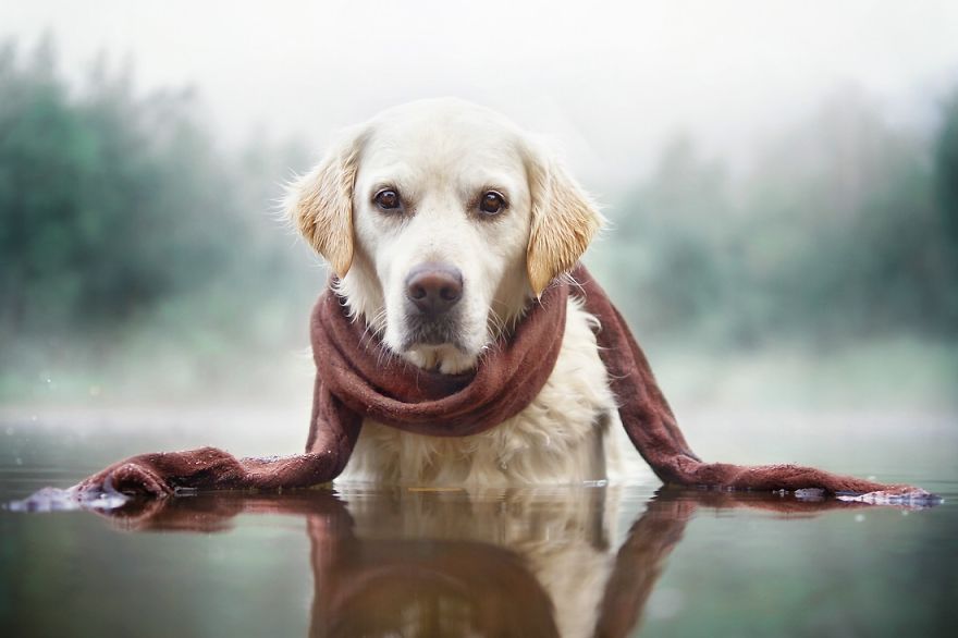 Bámulatos képeket készít kutyája orráról egy amatőr fotós