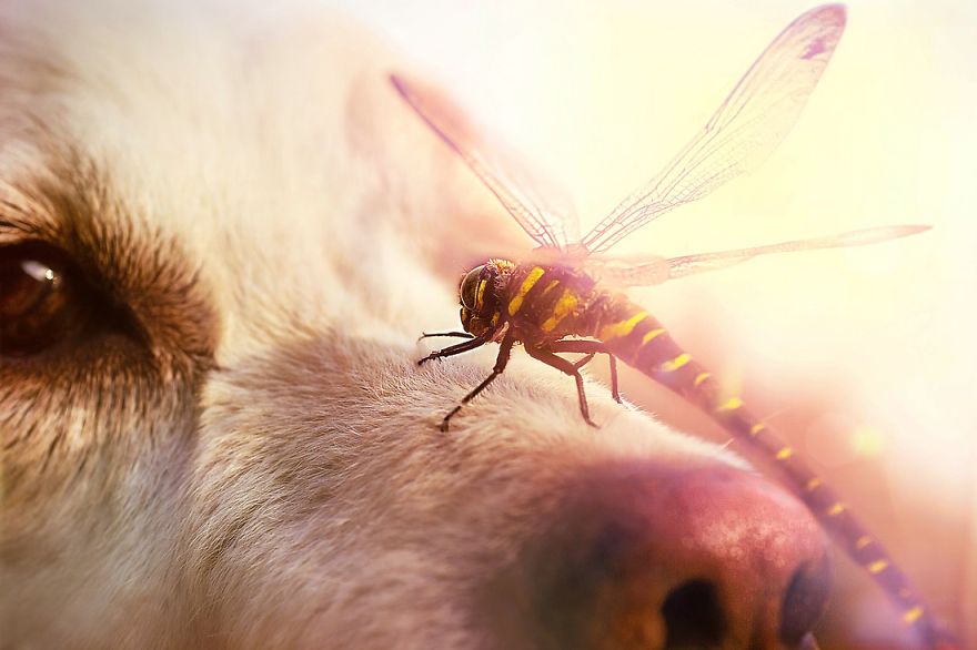 Bámulatos képeket készít kutyája orráról egy amatőr fotós