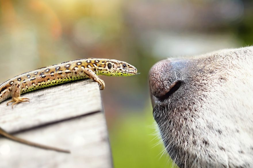 Bámulatos képeket készít kutyája orráról egy amatőr fotós