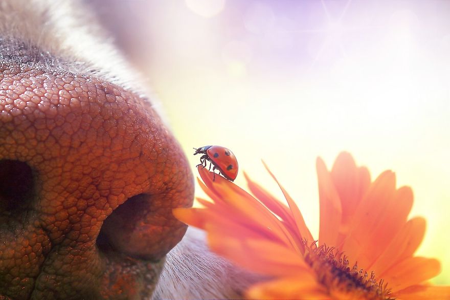 Bámulatos képeket készít kutyája orráról egy amatőr fotós