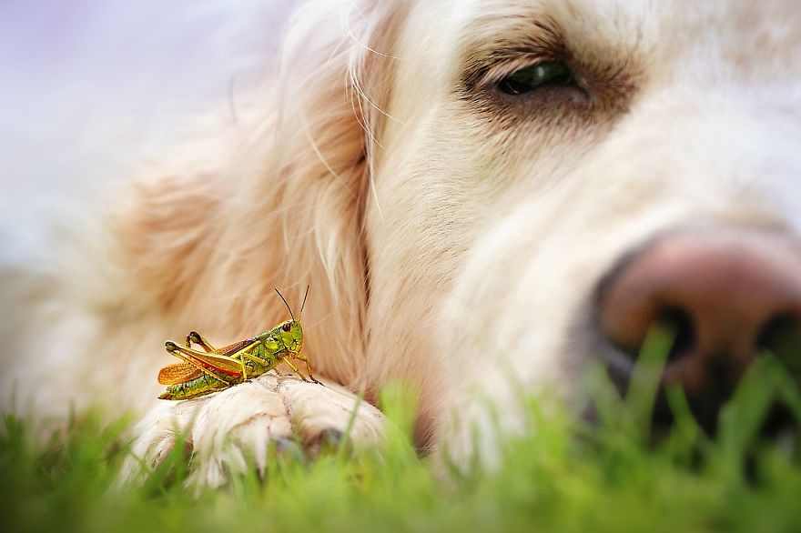 Bámulatos képeket készít kutyája orráról egy amatőr fotós