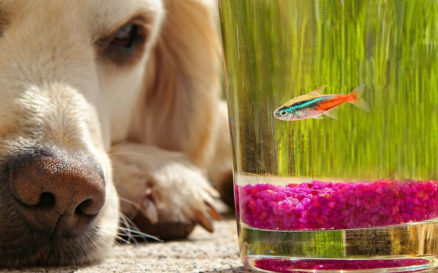 Bámulatos képeket készít kutyája orráról egy amatőr fotós