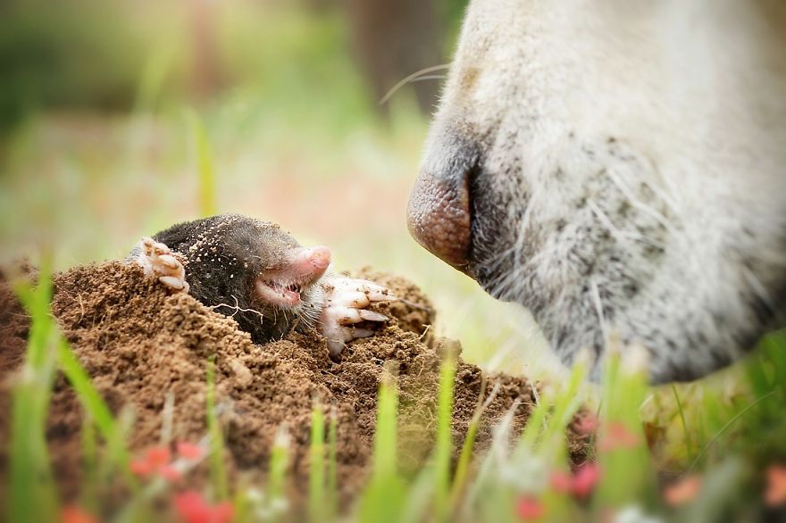 Bámulatos képeket készít kutyája orráról egy amatőr fotós