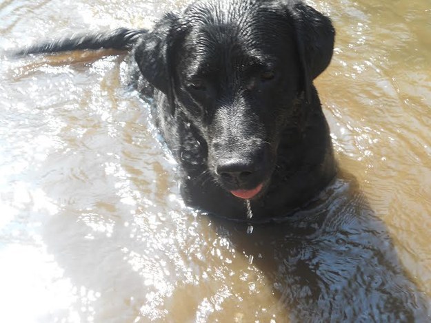 19 kutyus, aki nem akarja, hogy véget érjen a nyár - tündéri képek