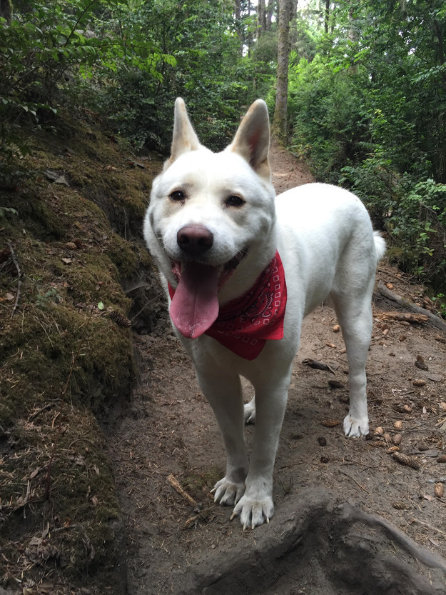 19 kutyus, aki nem akarja, hogy véget érjen a nyár - tündéri képek