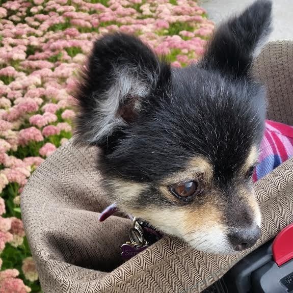 19 kutyus, aki nem akarja, hogy véget érjen a nyár - tündéri képek