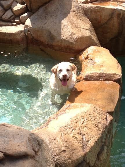 19 kutyus, aki nem akarja, hogy véget érjen a nyár - tündéri képek