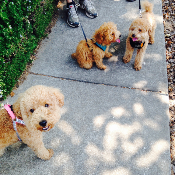 19 kutyus, aki nem akarja, hogy véget érjen a nyár - tündéri képek