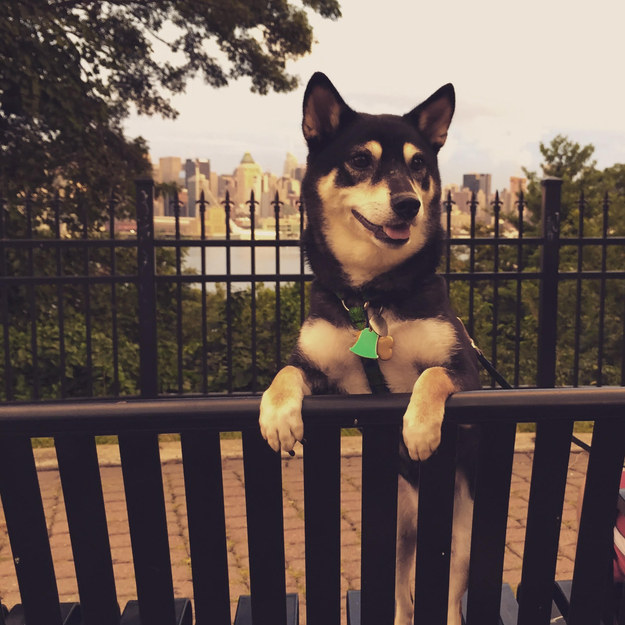 19 kutyus, aki nem akarja, hogy véget érjen a nyár - tündéri képek