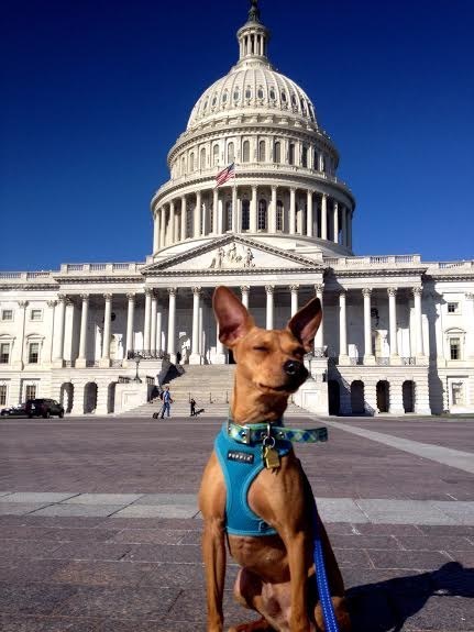 19 kutyus, aki nem akarja, hogy véget érjen a nyár - tündéri képek