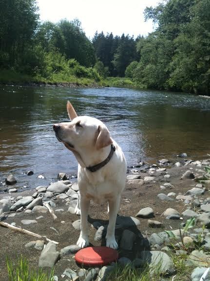 19 kutyus, aki nem akarja, hogy véget érjen a nyár - tündéri képek