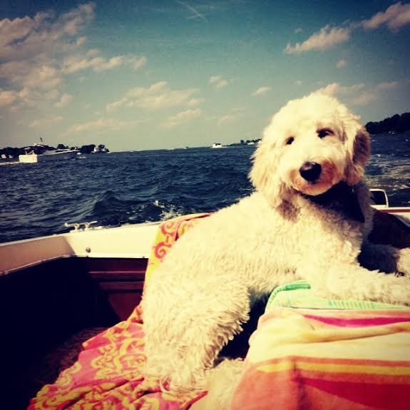 19 kutyus, aki nem akarja, hogy véget érjen a nyár - tündéri képek