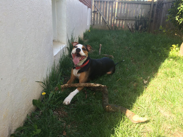 19 kutyus, aki nem akarja, hogy véget érjen a nyár - tündéri képek