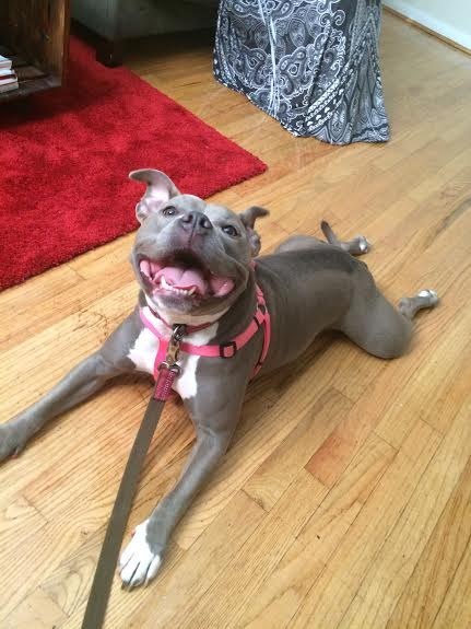 19 kutyus, aki nem akarja, hogy véget érjen a nyár - tündéri képek