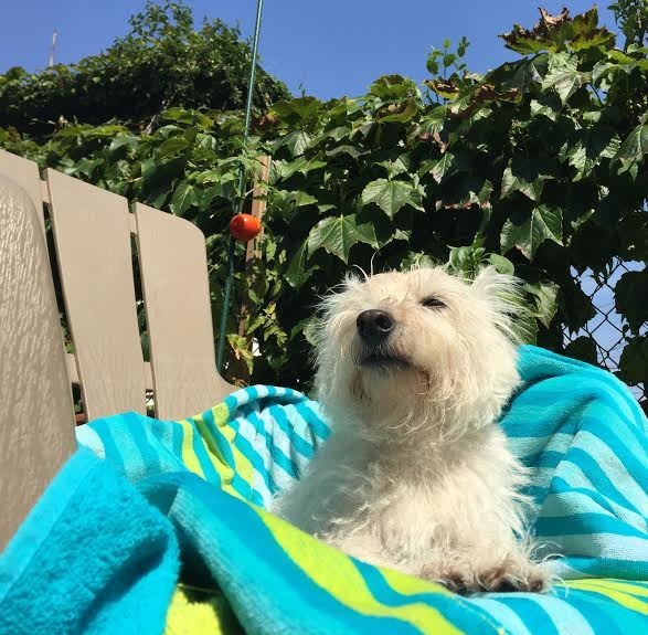 19 kutyus, aki nem akarja, hogy véget érjen a nyár - tündéri képek