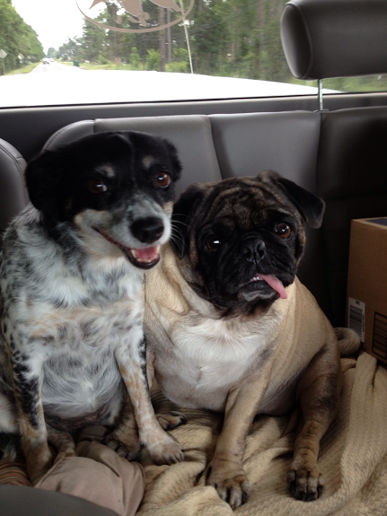 19 kutyus, aki nem akarja, hogy véget érjen a nyár - tündéri képek