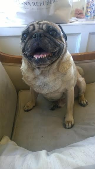 19 kutyus, aki nem akarja, hogy véget érjen a nyár - tündéri képek