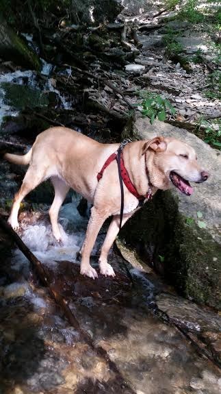 19 kutyus, aki nem akarja, hogy véget érjen a nyár - tündéri képek