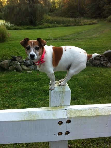 19 kutyus, aki nem akarja, hogy véget érjen a nyár - tündéri képek