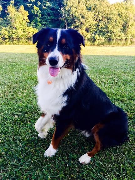 19 kutyus, aki nem akarja, hogy véget érjen a nyár - tündéri képek