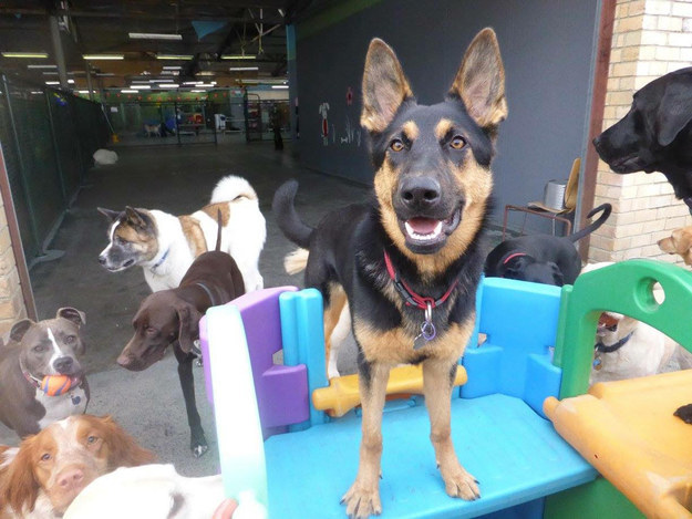 19 kutyus, aki nem akarja, hogy véget érjen a nyár - tündéri képek