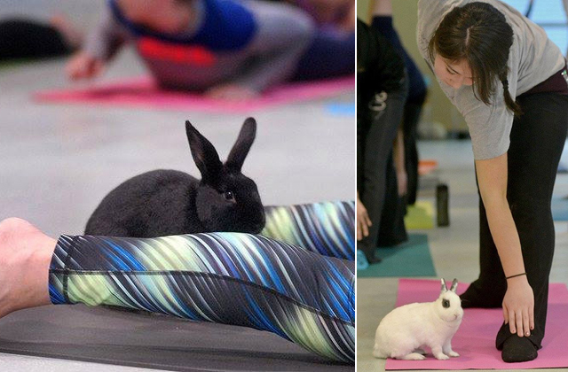 A nyulas jóga a legújabb menőség! 