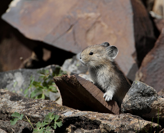 20 elképesztően tündéri bébi állat, akinél ma már nem fogsz cukibbat találni - képek 20 elképesztően tündéri bébi állat, akinél ma már nem fogsz cukibbat találni - képek