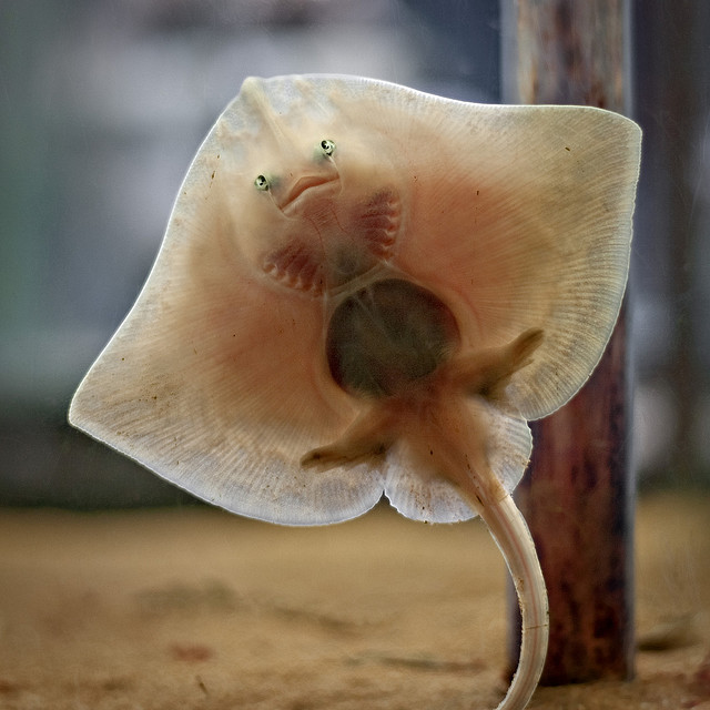 20 elképesztően tündéri bébi állat, akinél ma már nem fogsz cukibbat találni - képek 20 elképesztően tündéri bébi állat, akinél ma már nem fogsz cukibbat találni - képek