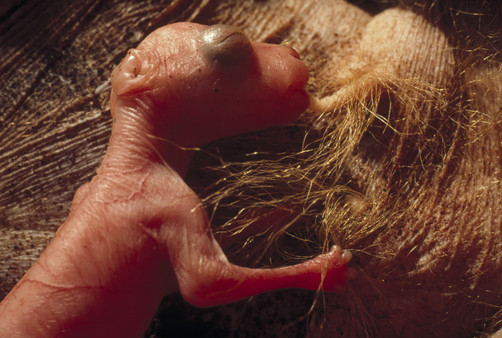 20 elképesztően tündéri bébi állat, akinél ma már nem fogsz cukibbat találni - képek 20 elképesztően tündéri bébi állat, akinél ma már nem fogsz cukibbat találni - képek