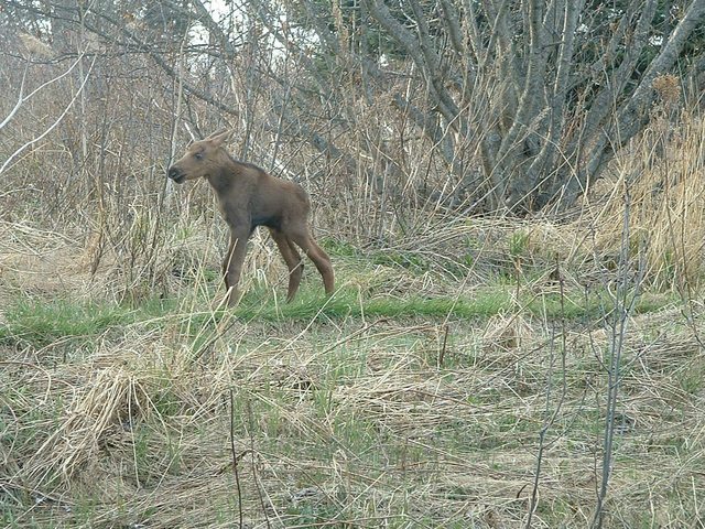 20 elképesztően tündéri bébi állat, akinél ma már nem fogsz cukibbat találni - képek 20 elképesztően tündéri bébi állat, akinél ma már nem fogsz cukibbat találni - képek