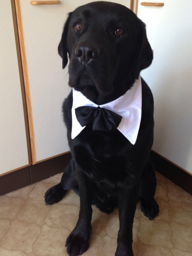 21 kutya, akik annyira boldogok, hogy mindenki felvidítanak - képek