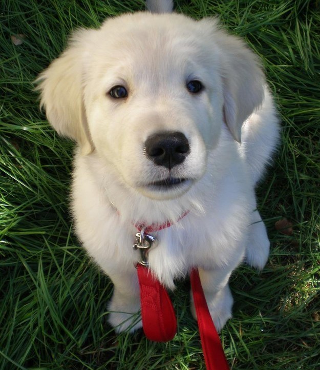 21 kutya, akik annyira boldogok, hogy mindenki felvidítanak - képek