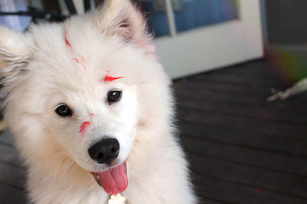 21 kutya, akik annyira boldogok, hogy mindenki felvidítanak - képek