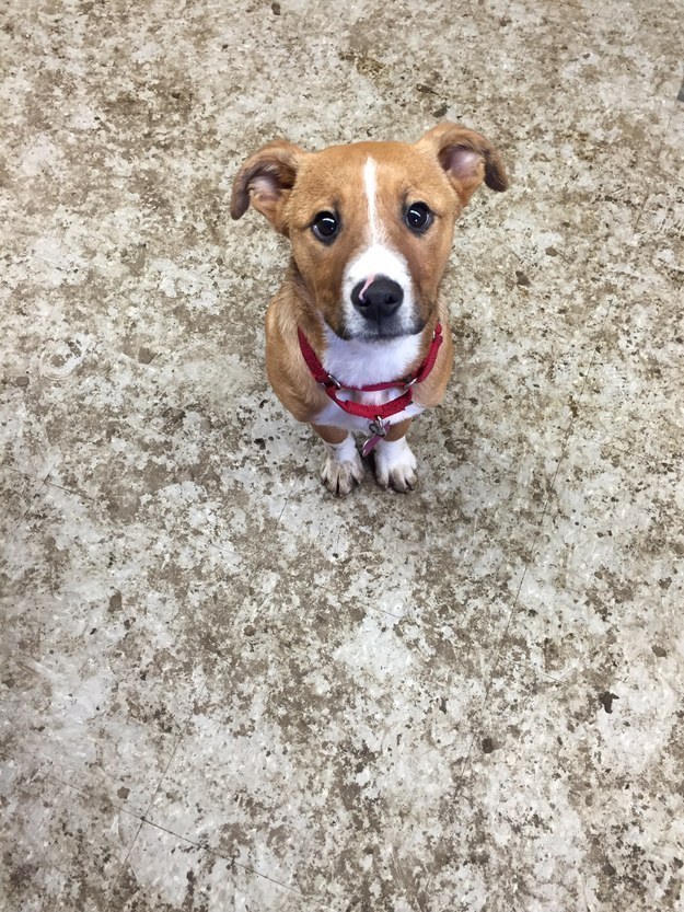 21 kutya, akik annyira boldogok, hogy mindenki felvidítanak - képek