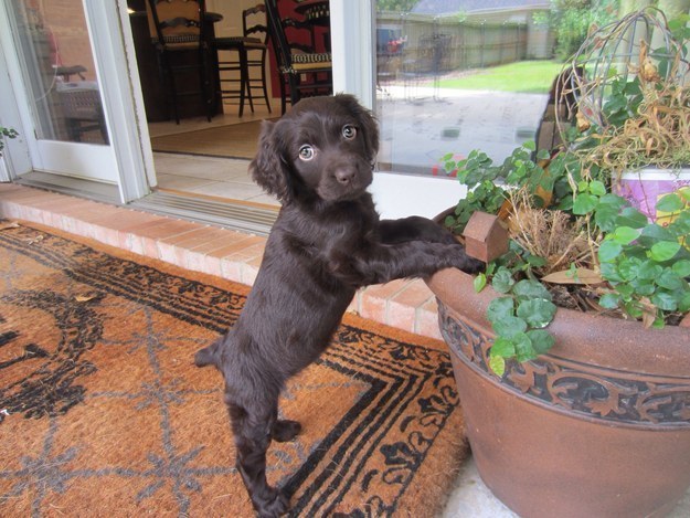 21 kutya, akik annyira boldogok, hogy mindenki felvidítanak - képek