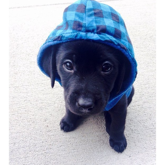 21 kutya, akik annyira boldogok, hogy mindenki felvidítanak - képek