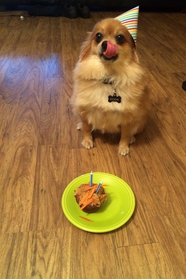 21 kutya, akik annyira boldogok, hogy mindenki felvidítanak - képek