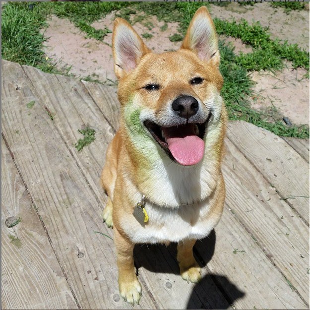 21 kutya, akik annyira boldogok, hogy mindenki felvidítanak - képek