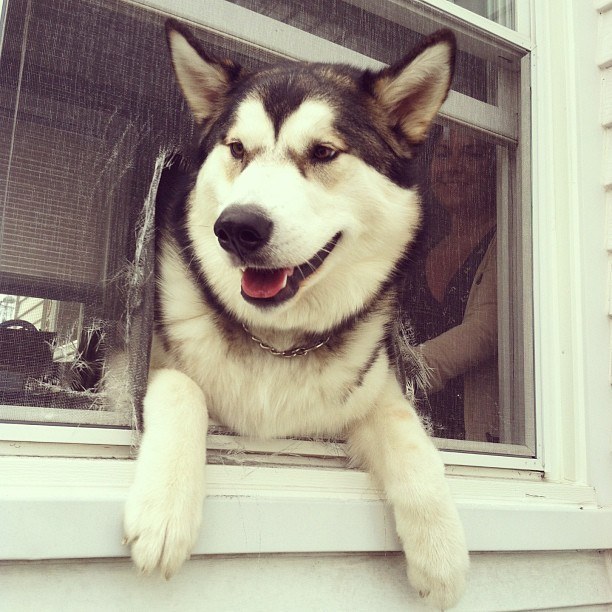 21 kutya, akik annyira boldogok, hogy mindenki felvidítanak - képek